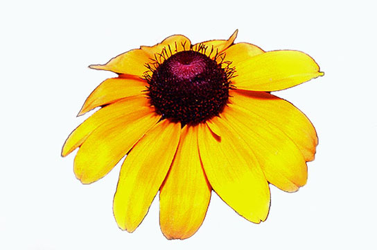 [Brown-eyed Susan]